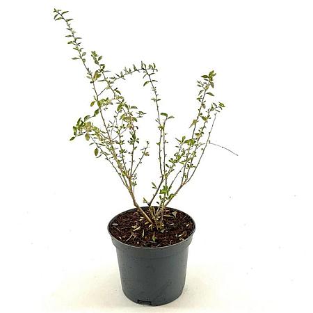 Lycium barbarum Pot 3 Liter 40 - 50 cm