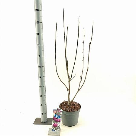 Magnolia Black Tulip Pot 5 Liter 60 - 80 cm