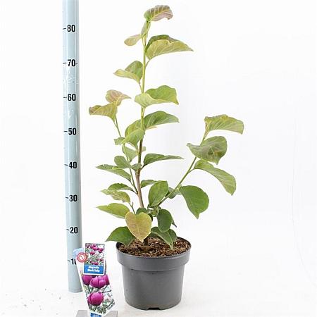 Magnolia Black Tulip Pot 5 Liter 60 - 80 cm
