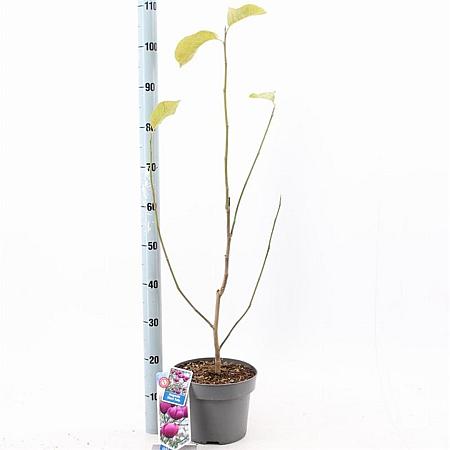 Magnolia Black Tulip Pot 5 Liter 60 - 80 cm