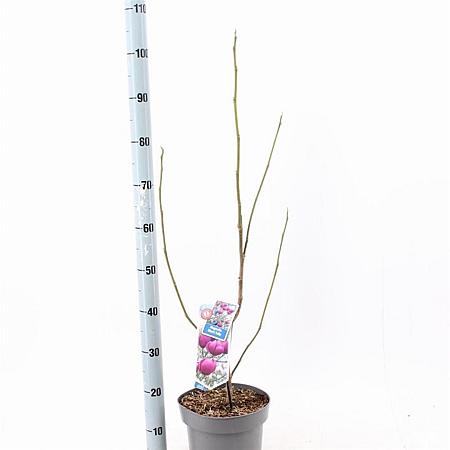 Magnolia Black Tulip Pot 5 Liter 60 - 80 cm