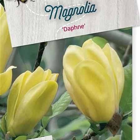Magnolia 'Daphne' Pot 10 liter
