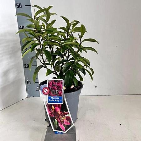 Magnolia figo 'Stellar Ruby' Pot 5 Liter 40 - 50 cm