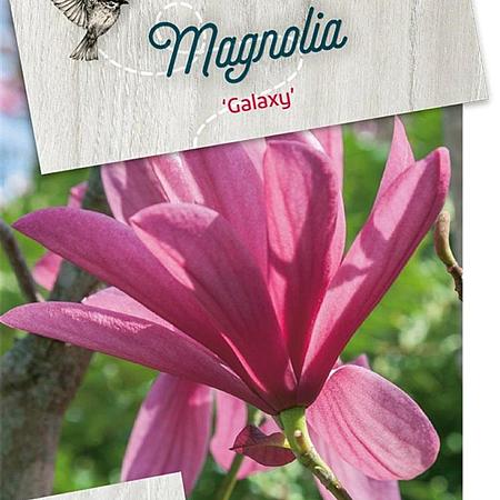 Magnolia 'Galaxy' Pot 5 Liter 40 - 50 cm