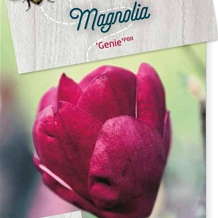 Magnolia 'Genie' Pot 10 liter