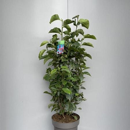 Magnolia 'Genie' Pot 15 liter 80 - 100 cm