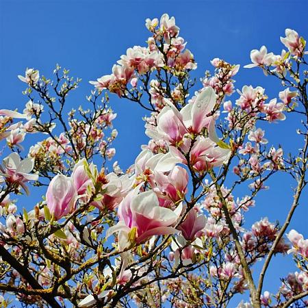 Magnolia 'George Henry Kern' Pot 5 Liter 