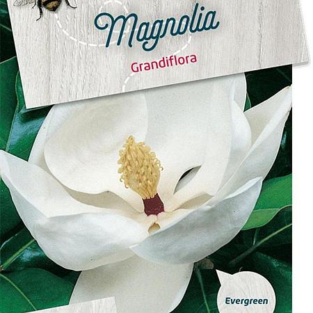 Magnolia grandiflora Pot 5 Liter 