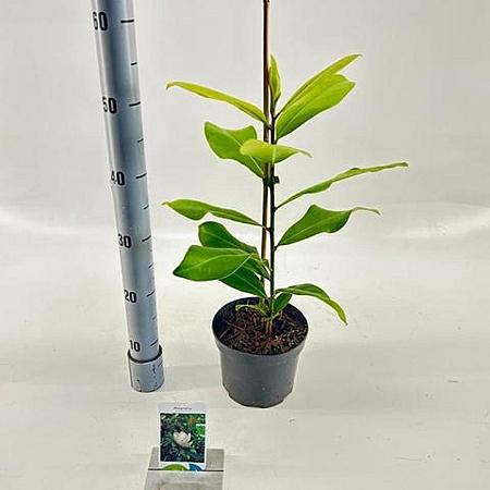 Magnolia grandiflora Pot 2 Liter50 - 60 cm