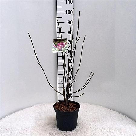 Magnolia l. 'Nigra' Pot 5 Liter 