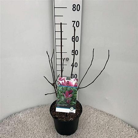 Magnolia l. 'Nigra' Pot 5 Liter 40 - 50 cm