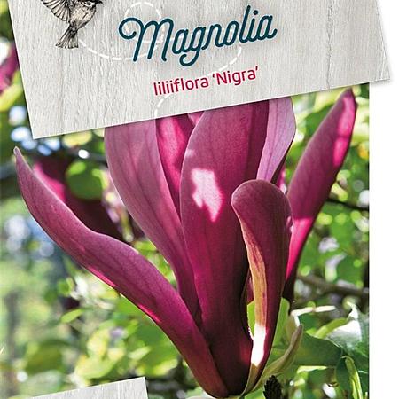 Magnolia l. 'Nigra' Pot 5 Liter 40 - 50 cm