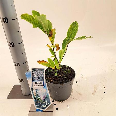Magnolia loebneri 'Leonard Messel' Pot 2 Liter50 - 60 cm