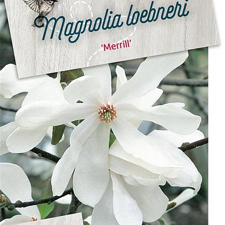 Magnolia loebneri 'Merrill' Pot 5 Liter 60 - 80 cm