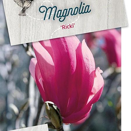 Magnolia 'Ricki' Pot 5 Liter 40 - 50 cm