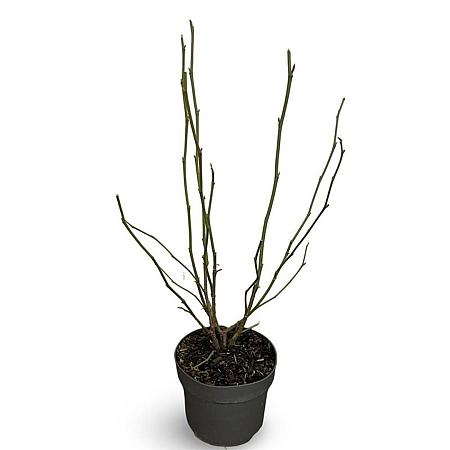 Magnolia soulangeana Pot 4 Liter 60 - 80 cm