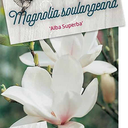Magnolia soul. 'Alba Superba' Pot 5 Liter 40 - 50 cm