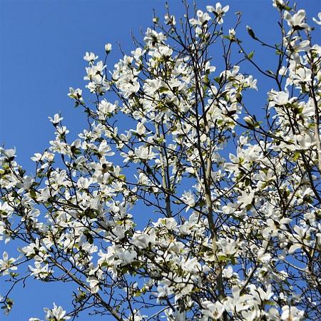 Magnolia soul. 'Alba Superba' Pot 10 liter