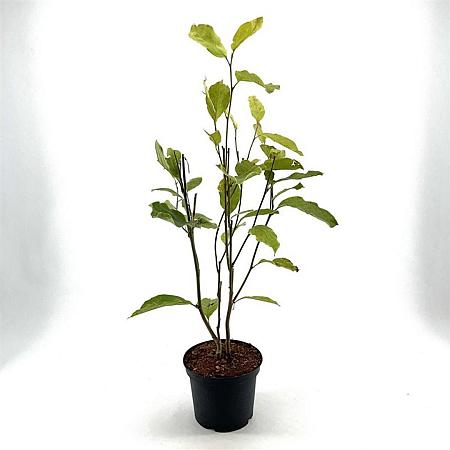 Magnolia soul. 'Rustica Rubra' Pot 5 Liter 60 - 80 cm