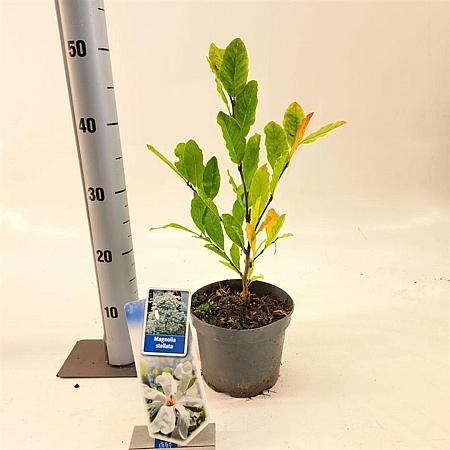 Magnolia stellata Pot 2 Liter40 - 50 cm