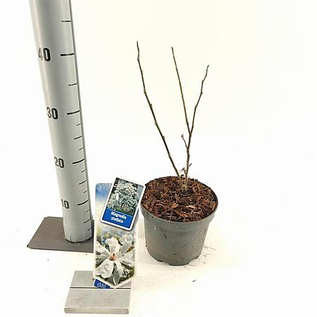 Magnolia stellata Pot 2 Liter40 - 50 cm