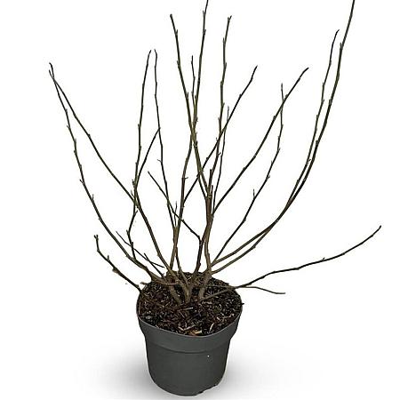 Magnolia stellata Pot 4 Liter 40 - 60 cm