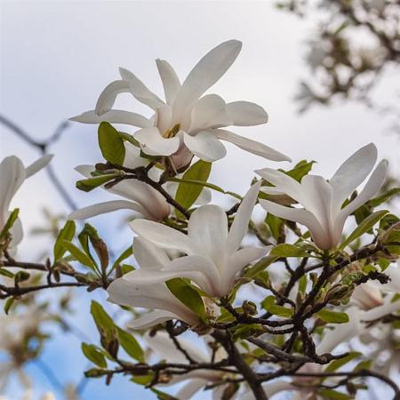 Magnolia stellata Pot 20 Liter 60 - 80 cm