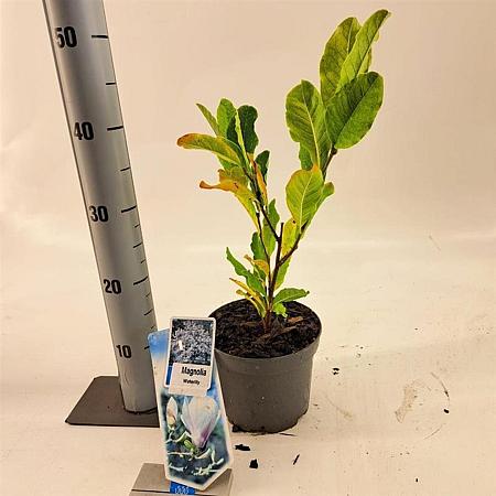 Magnolia st. 'Waterlily' Pot 2 Liter30 - 40 cm