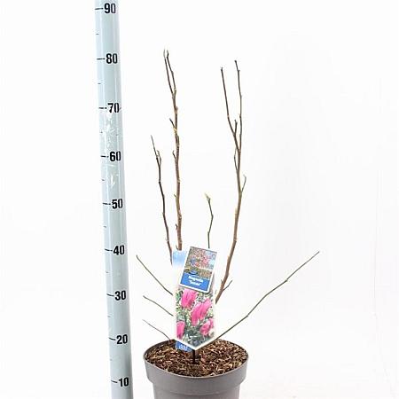 Magnolia 'Susan' Pot 5 Liter 40 - 50 cm
