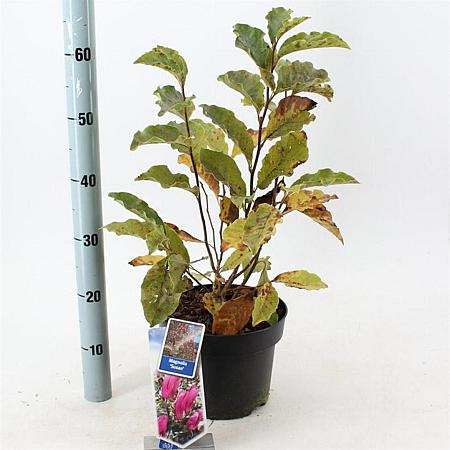 Magnolia 'Susan' Pot 5 Liter 40 - 50 cm