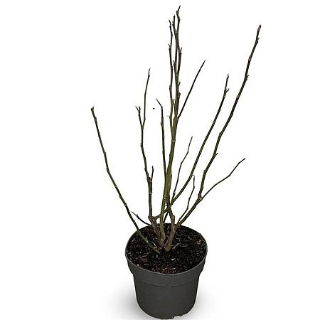 Magnolia 'Susan' Pot 4 Liter 40 - 60 cm