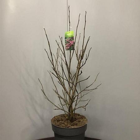 Magnolia 'Susan' Pot 10 liter 60 - 80 cm