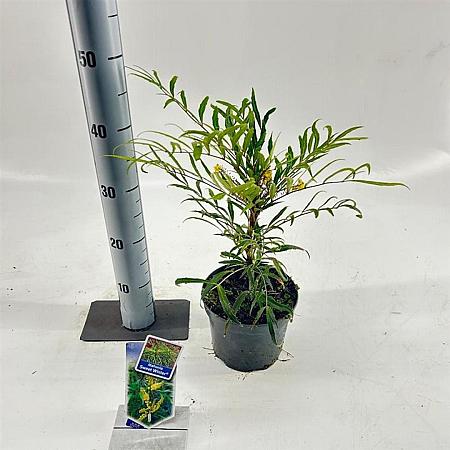 Mahonia eurybracteata Sweet Winter Pot 2 Liter30 - 40 cm