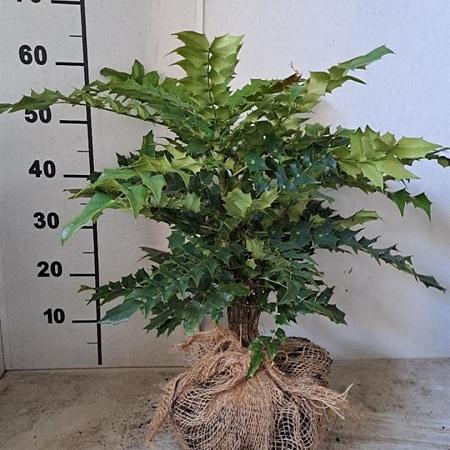 Mahonia media 'Charity' Kluit 40 - 50 cm