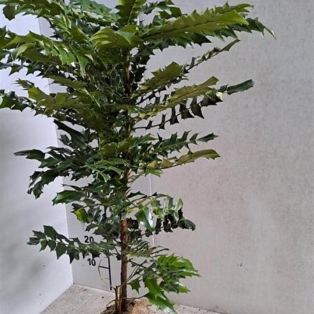 Mahonia media 'Charity' Kluit 60 - 80 cm