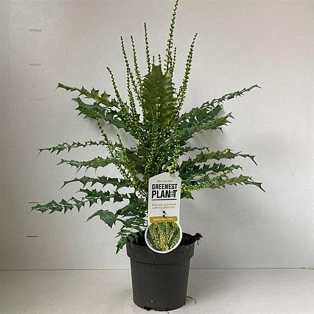 Mahonia media 'Charity' Pot 2 Liter40 - 50 cm