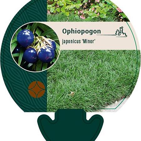 Ophiopogon jap. 'Minor' Pot 9 cm