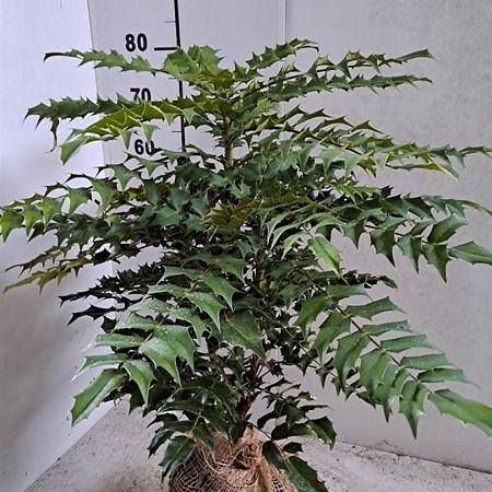 Mahonia media 'Winter Sun' Kluit 40 - 50 cm