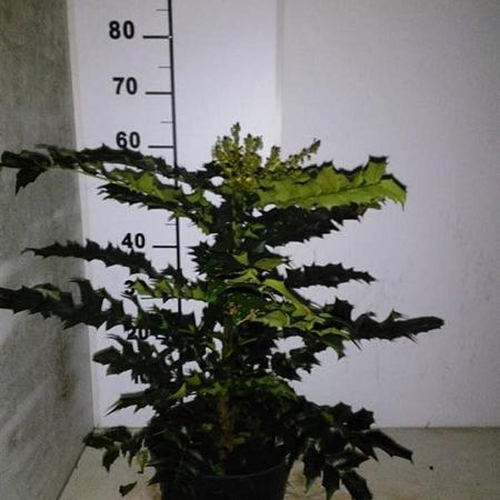 Mahonia media 'Winter Sun' Kluit 40 - 50 cm