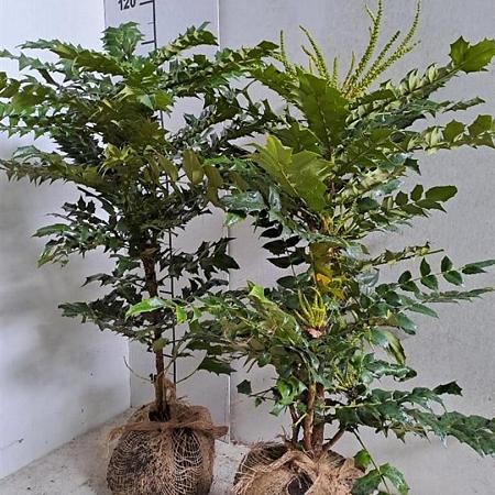 Mahonia media 'Winter Sun' Kluit 60 - 80 cm