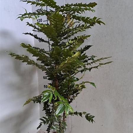 Mahonia media 'Winter Sun' Kluit 80 - 100 cm