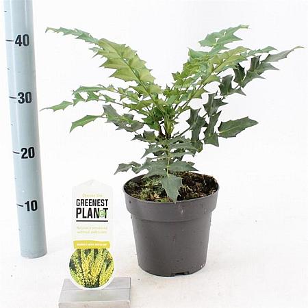Mahonia media 'Winter Sun' Pot 2 liter 25-30cm