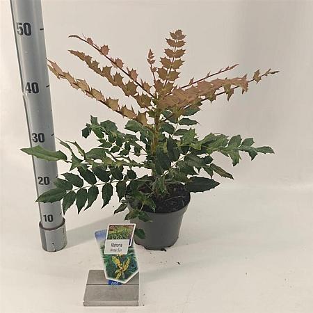 Mahonia media 'Winter Sun' Pot 2 liter 25-30cm