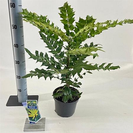 Mahonia media 'Winter Sun' Pot 2 liter 25-30cm