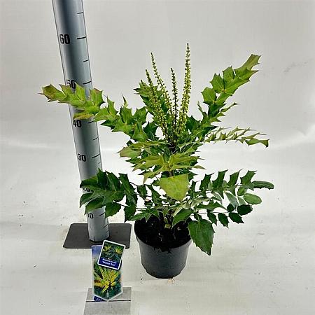 Mahonia media 'Winter Sun' Pot 2 liter 25-30cm