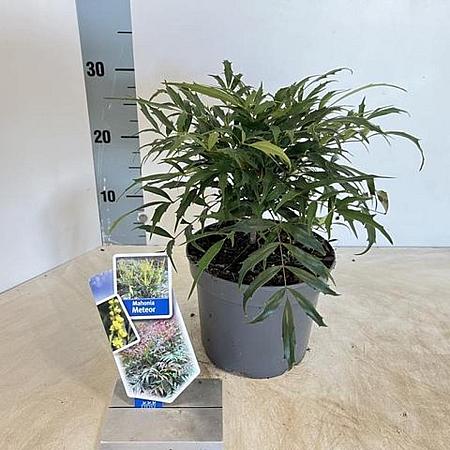 Mahonia Meteor Pot 2 Liter30 - 40 cm