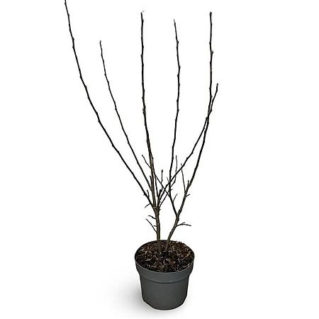 Malus 'Evereste' Pot 4 Liter 60 - 80 cm