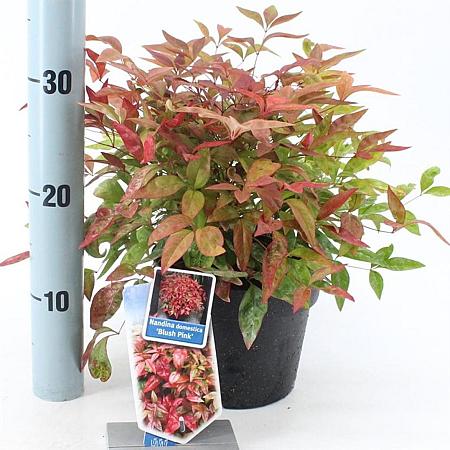 Nandina domestica Blush Pink Pot 2 Liter 20 - 30 cm