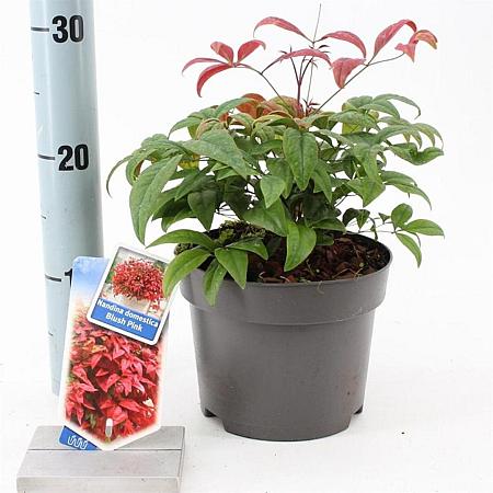 Nandina domestica Blush Pink Pot 2 Liter 20 - 30 cm