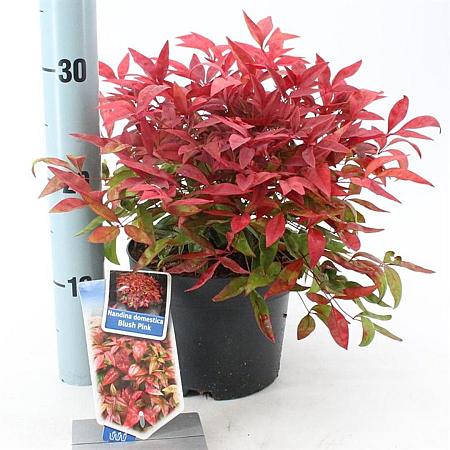 Nandina domestica Blush Pink Pot 2 Liter 20 - 30 cm